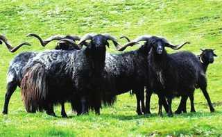 贵南黑藏羊