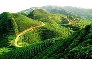 茶叶已成为贵州*大出口农产品