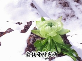 西藏雪莲花