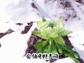 雪莲花