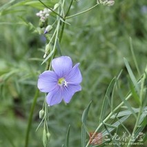 宿根亚麻的功效与作用