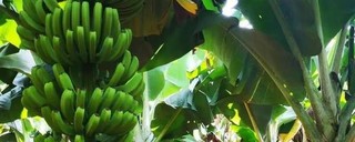 香蕉几月份成熟期？