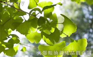 银杏叶片的功效及作用