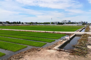 蚕豆什么季节成熟？适宜在哪些地区种植？