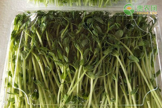 2023豌豆苗价格多少钱一斤？