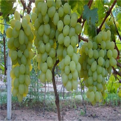 金田蜜葡萄的品种特点介绍
