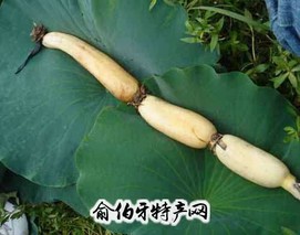 虞城乔藕