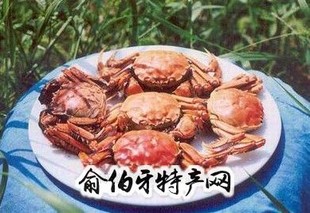 五河沱湖螃蟹