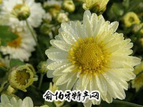 杭州杭白菊