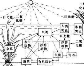 鱼池的光照条件对鱼的生长发育有何影响