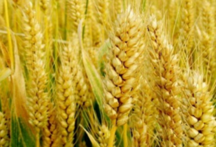12月小麦价格多少钱一斤？