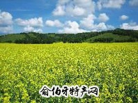 固阳菜籽油