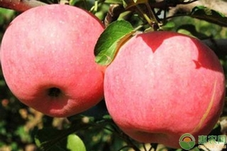 青苹果品种都有哪些？