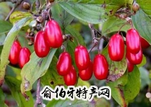 佛坪山茱萸