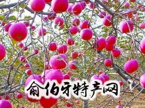 延长苹果