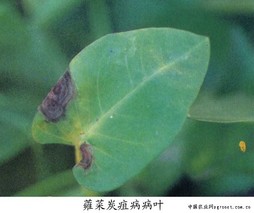 蕹菜蚱蜢病虫害防治技术