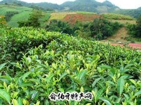 孝感龙剑茶