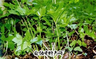 黑里河山野菜