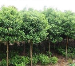 红花木莲种植技术方法简介