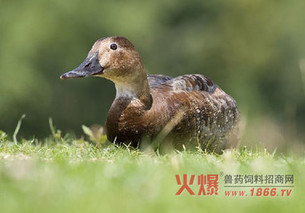 蛋鸭补钙注意事项