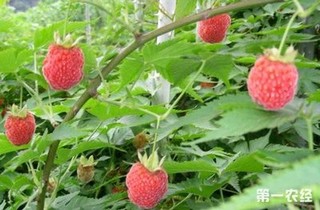 树莓怎么种植？家庭树莓种植方法