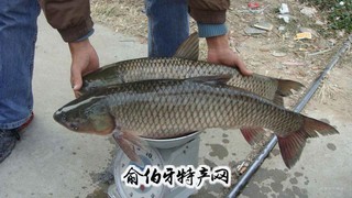 漳河水库草鱼