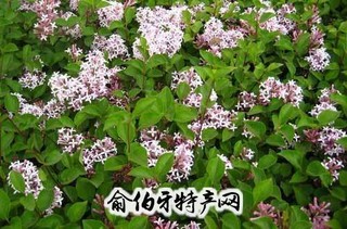 丁香花