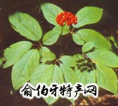 铁骨人参