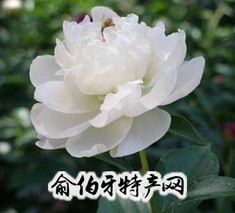 芍药