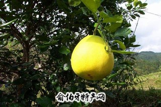 猪血稀饭、菊花心和金香柚