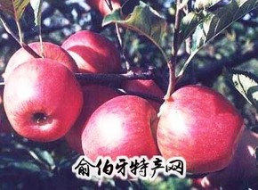 金冠苹果