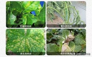 黄瓜细菌性病害都有哪些(黄瓜细菌性角斑病的症状)