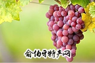 库车阿克沙依瓦葡萄