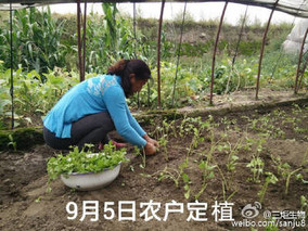 芹菜用生物菌肥作基肥好