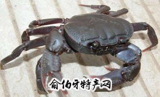 连云港山螃蟹