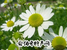 德国甘菊