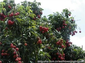 谢村“鸭头绿”桂味荔枝