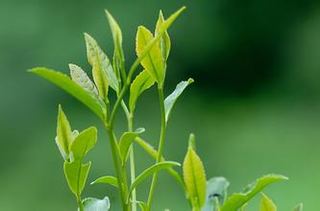 凤凰水仙茶制作工序介绍
