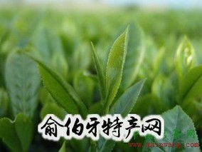 诸城绿茶