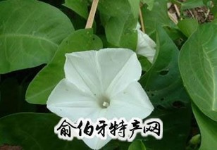 多文空心菜