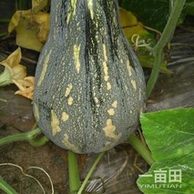 安乡香芋