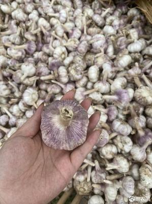 高产大蒜种子什么品种好？