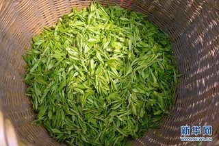 受持续低温影响 今年杭州第一口龙井茶要来得比往年更晚