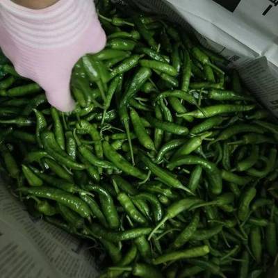 湖南最贵的辣椒多少钱一斤？为什么这么贵？