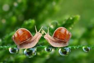 蜗牛是怎么爬行的？生活习性是什么？