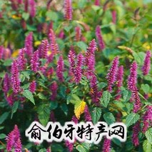 铜草花