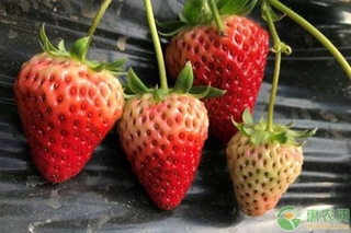 草莓品种优缺点