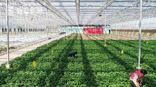 上海进踏青赏花吃春菜好时期 茼蒿鲜嫩清香