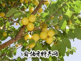 轮台白杏