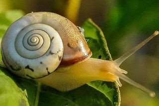 蜗牛可以活多长时间？